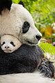 born in china natl panda day new pics 06
