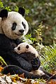 born in china natl panda day new pics 07