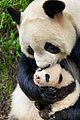 born in china natl panda day new pics 08