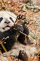 born in china natl panda day new pics 09