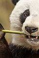 born in china natl panda day new pics 10