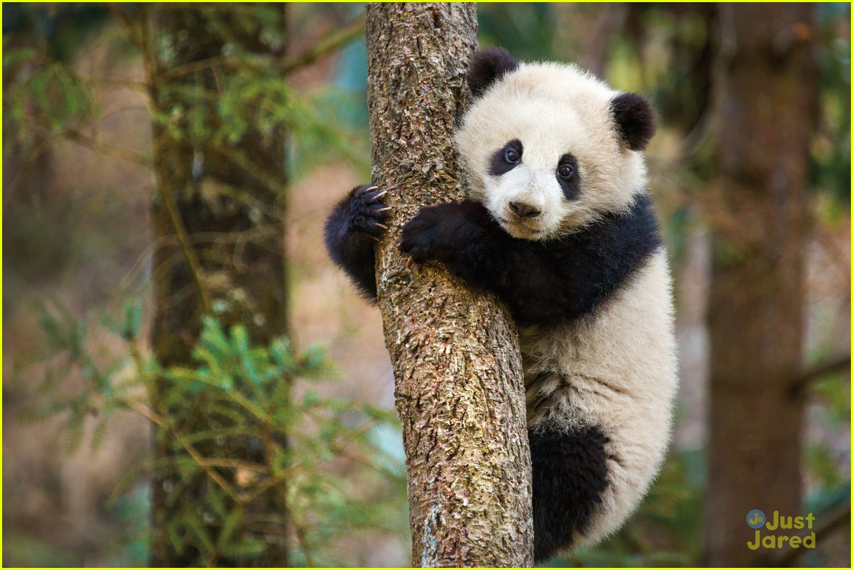 born china snow leopard story pandas monkeys 07