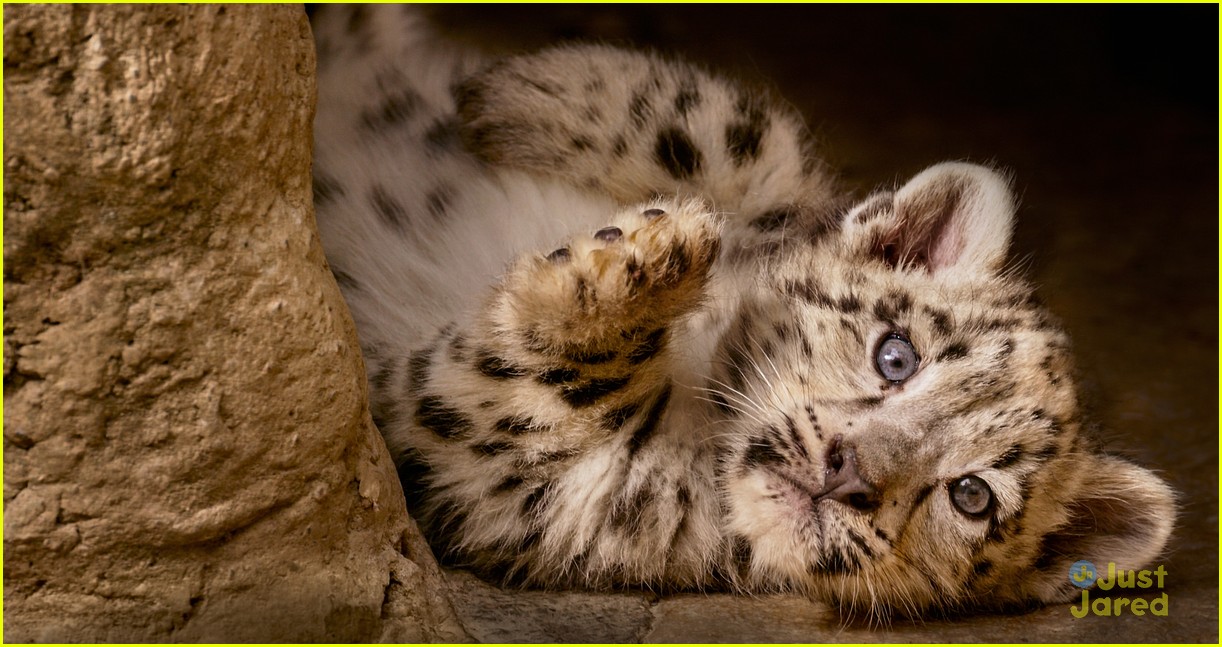 born china snow leopard story pandas monkeys 23