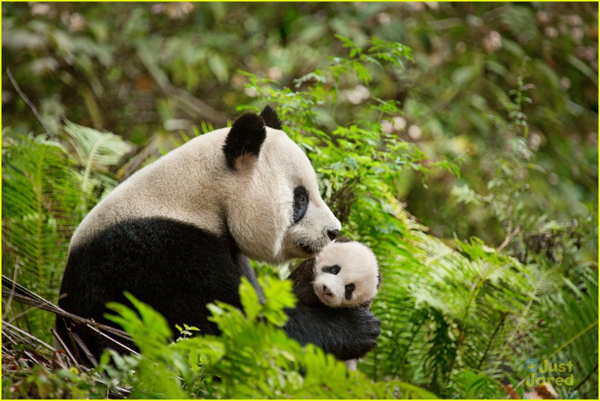 born china snow leopard story pandas monkeys 36