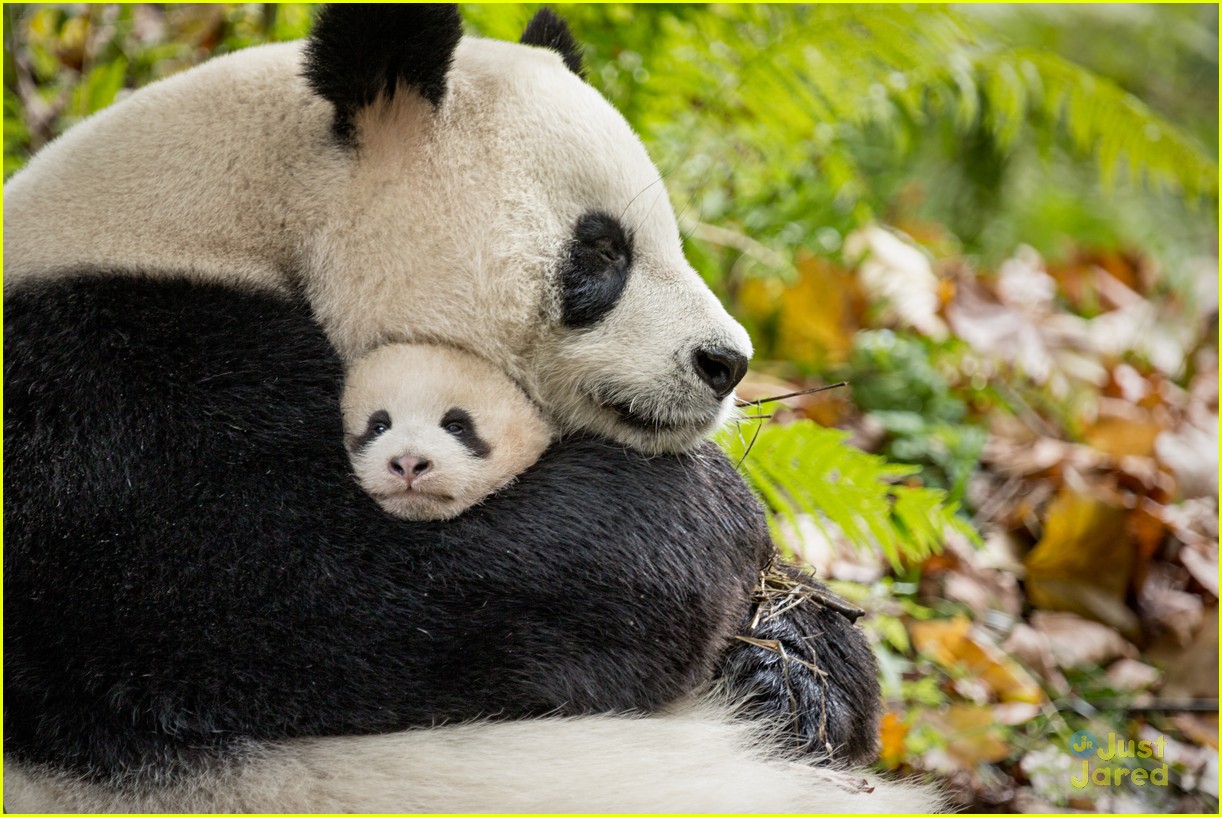 born china snow leopard story pandas monkeys 37