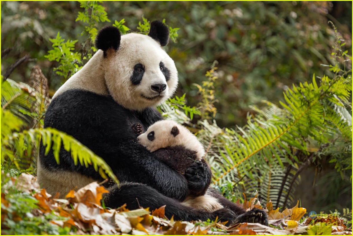 born china snow leopard story pandas monkeys 38