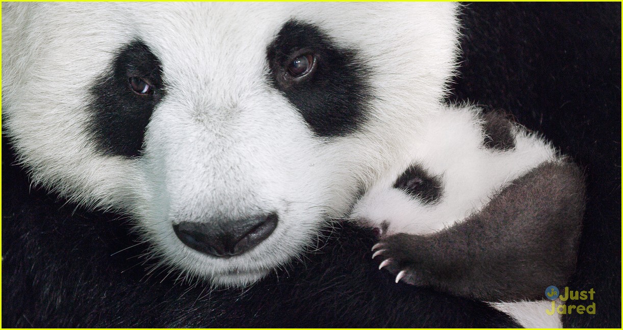 born china snow leopard story pandas monkeys 39