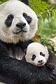 born china snow leopard story pandas monkeys 08
