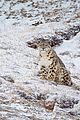 born china snow leopard story pandas monkeys 26