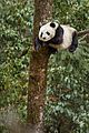 born china snow leopard story pandas monkeys 28