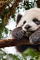 born china snow leopard story pandas monkeys 29