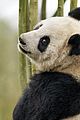 born china snow leopard story pandas monkeys 34