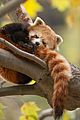 born china snow leopard story pandas monkeys 35