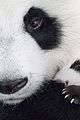 born china snow leopard story pandas monkeys 39