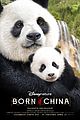 born china snow leopard story pandas monkeys 45