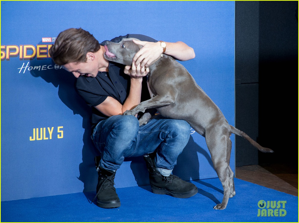 tom hollands pet pooch steals the show at spider man homecoming london 20
