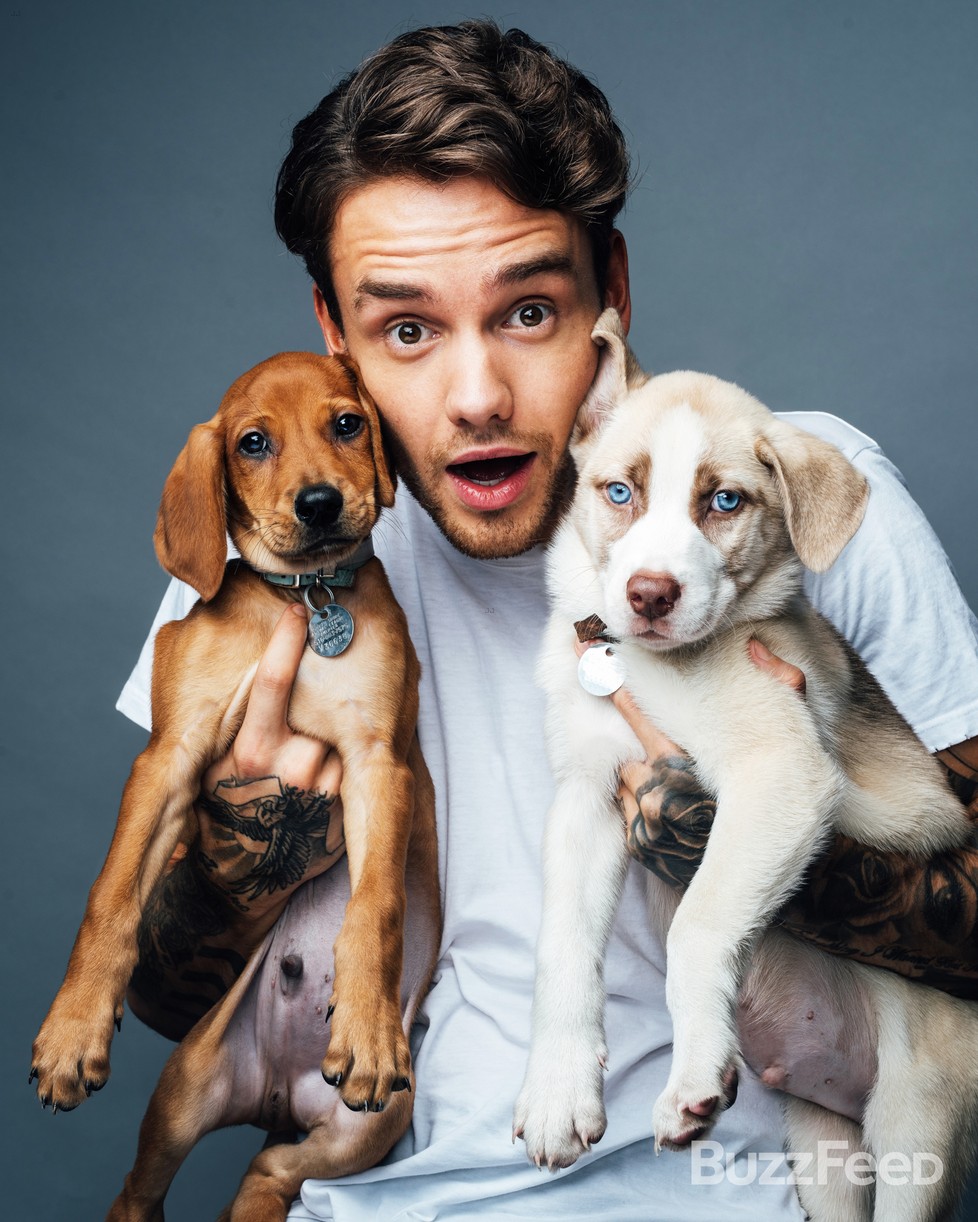 liam payne buzzfeed puppies zayn harry quotes 04