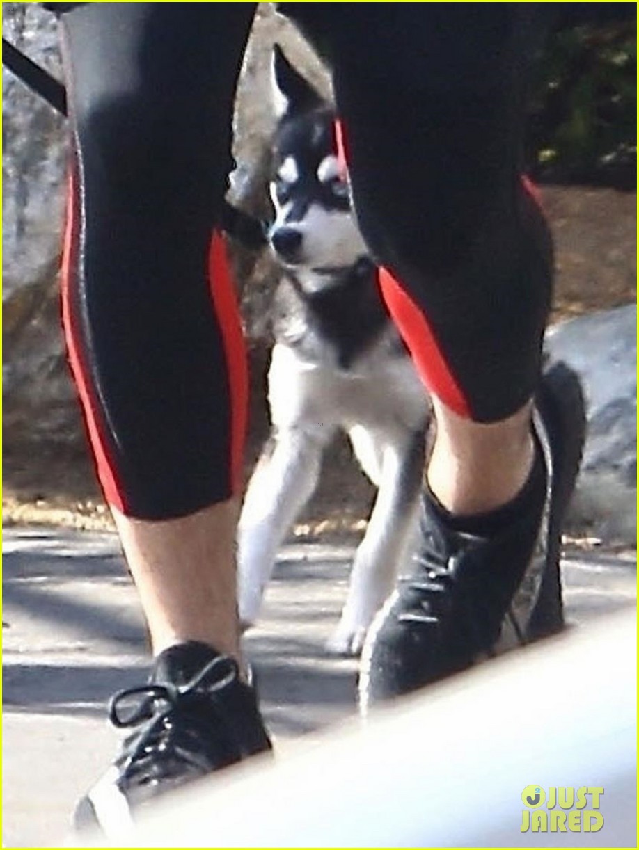joe jonas takes his adorable husky puppy for a walk in weho 08