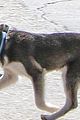joe jonas takes his adorable husky puppy for a walk in weho 06