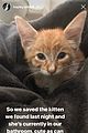 hayley erbert derek hough rescue stray cat 01
