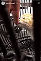 hayley erbert derek hough rescue stray cat 07