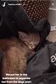 hayley erbert derek hough rescue stray cat 12