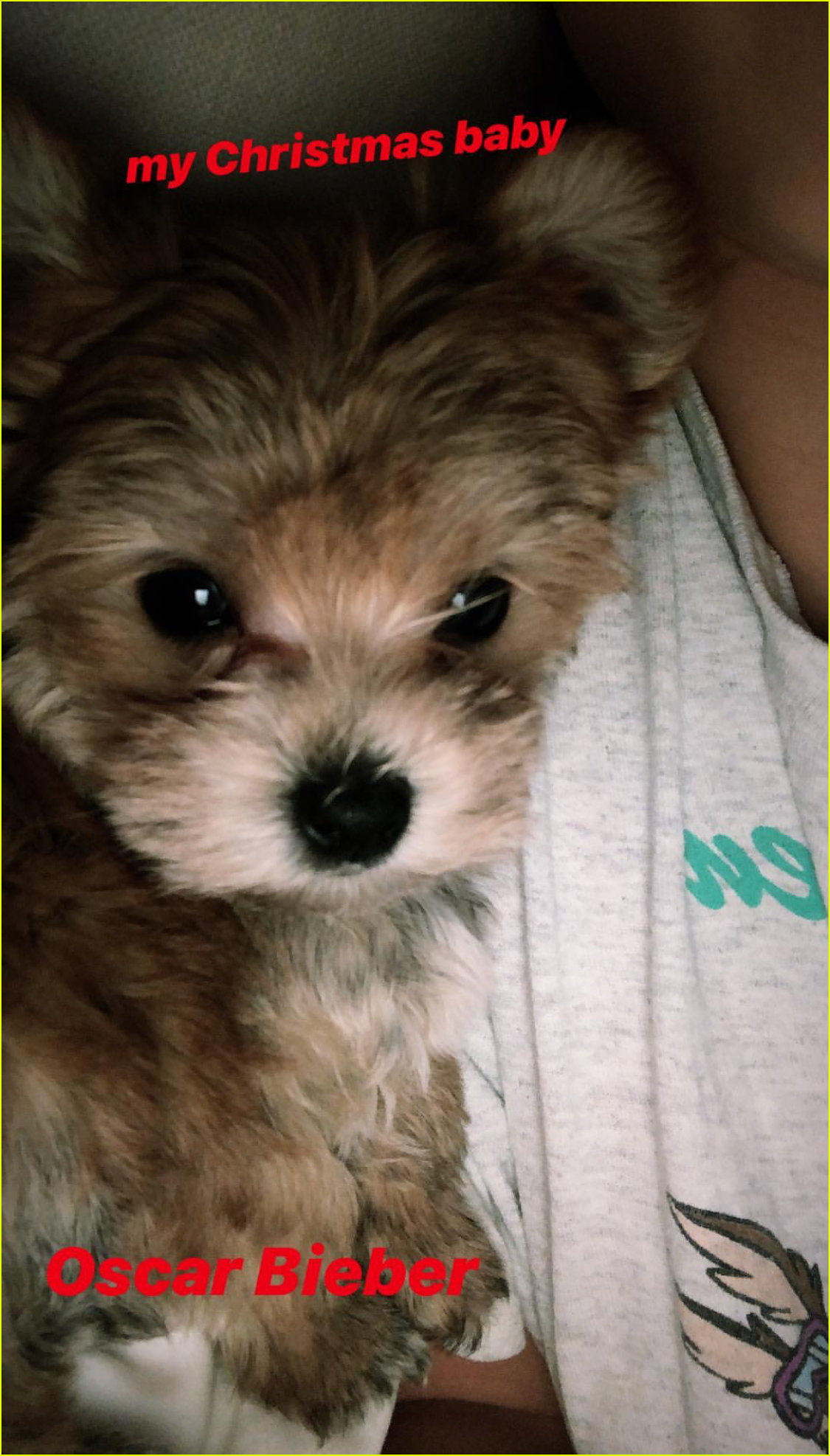 justin hailey bieber adopt adorable puppy for christmas 06