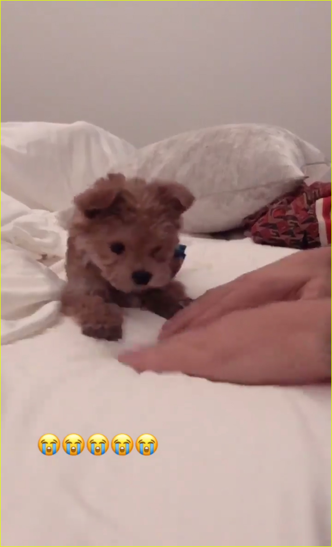justin hailey bieber adopt adorable puppy for christmas 07