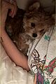 justin hailey bieber adopt adorable puppy for christmas 08
