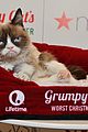 grumpy cat passes away 02