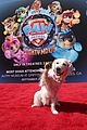 paw patrol the mighty movie breaks guinness world record at weekend screening 07