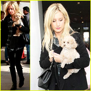 Ashley Tisdale Pampers Pooch Maui