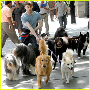 Daniel Radcliffe Walks Multiple Dogs While Filming 'Trainwreck' in Bryant Park!