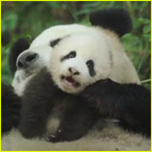 Disneynature's Next Film 'Born In China' Centers on Pandas, Monkeys & More