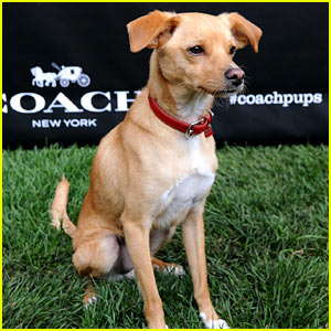 Toulouse, Ariana Grande's Dog, Is a Coach Campaign Star!