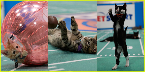 When Does The Kitten Bowl 2017 Air? See All The Pics of the Feline Football League Now!