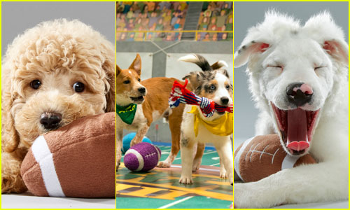 When is the Puppy Bowl? Plus, We've Got Photos!