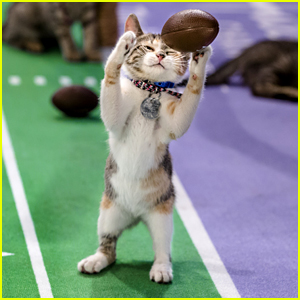 Kitten Bowl V Is Here & Here's How You Can Watch!