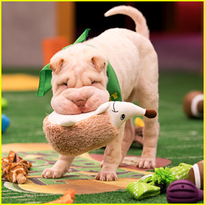 Puppy Bowl XIV Is Back - Here's How To Watch!
