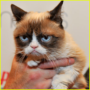 Internet Famous Feline Grumpy Cat Passes Away