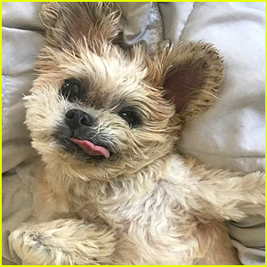 Instagram-Famous Dog Marnie Dies at Age 18