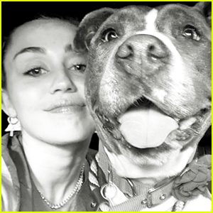 Miley Cyrus Introduces Fans To Her Newly Adopted Dog Angel!