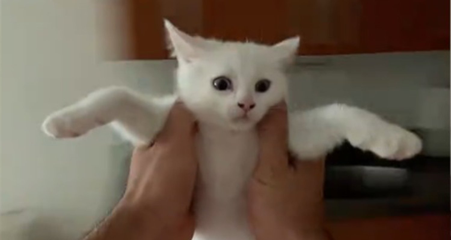 Cute New Trend Alert TikTok Users Spin Their Cats & Dogs to Taylor